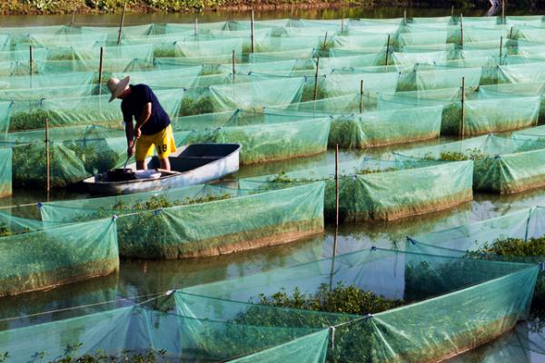 黄鳝网箱养殖技术，在黄鳝驯化成功后进行驱虫