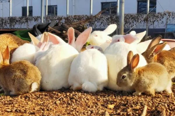 冬天怎么养兔子，首先要注意防寒保暖