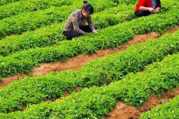 甘草的种植技术，幼苗长到13cm左右时合理的进行间苗