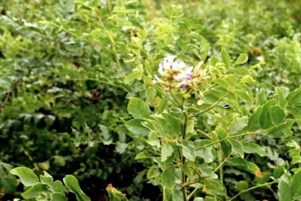 甘草的种植技术，幼苗长到13cm左右时合理的进行间苗