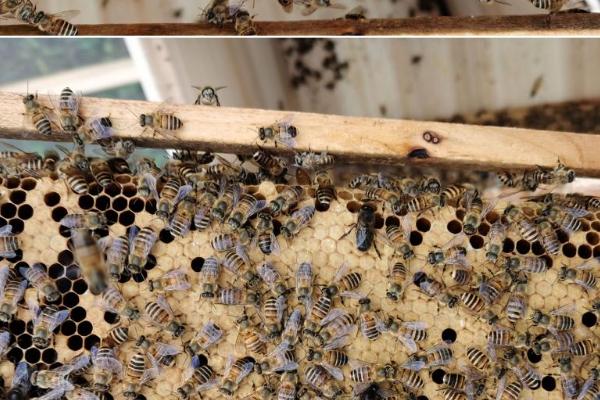 一脾中蜂如何繁成强群，首先要保证温度和湿度且有丰富蜜源