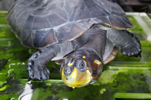 黄头龟几天喂一次，不同的阶段喂食的频率不同