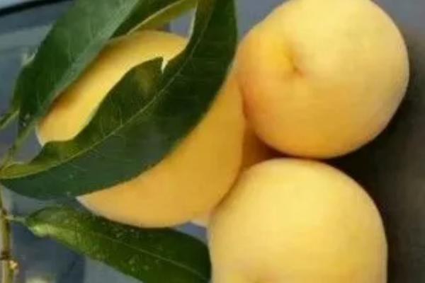 毛桃的品种，常见的有映霜红桃、夏甜桃、血桃等
