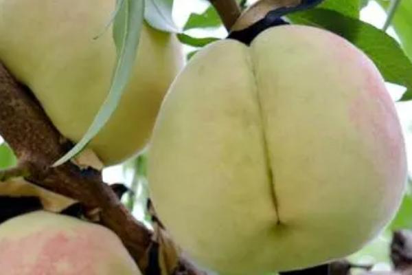 毛桃的品种，常见的有映霜红桃、夏甜桃、血桃等