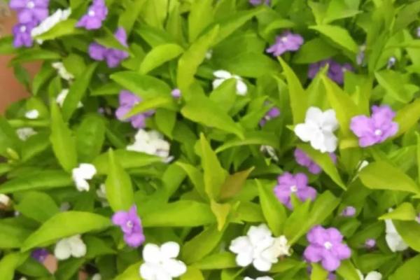 双色茉莉的养殖方法，放置在20-30℃的环境中养护