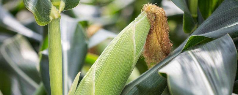 远科3号玉米品种简介，4月下旬至5月上旬播种