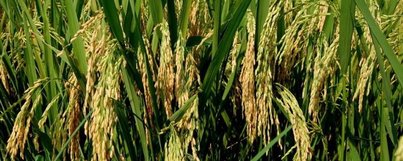 春阳718水稻品种的特性，生育期间注意及时防治稻瘟病
