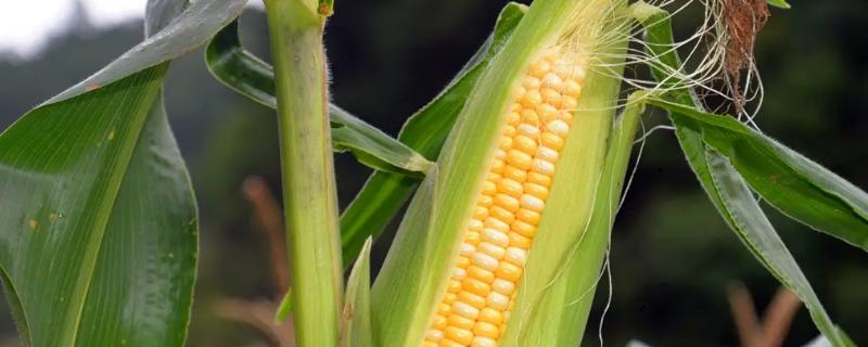 益农玉6号玉米种简介，普通玉米品种