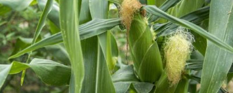 绿玉137玉米种子介绍，及时防治病虫草害