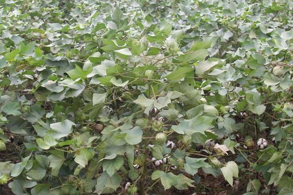 EZ9棉花种子介绍，一般每亩种植密度5000株