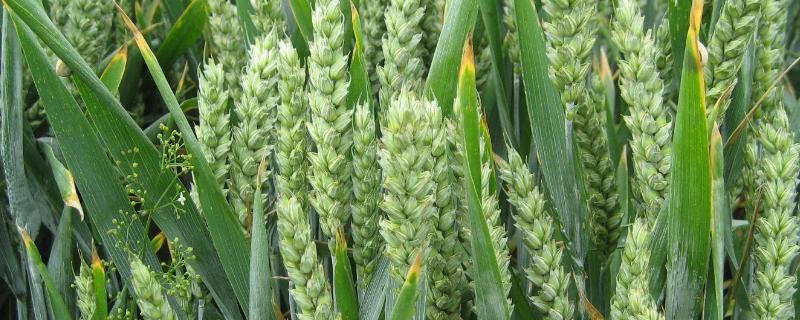 良星68小麦品种的特性，注意防治纹枯病和赤霉病