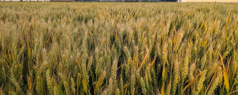 淄麦28小麦种子特征特性，每亩基本苗15万左右