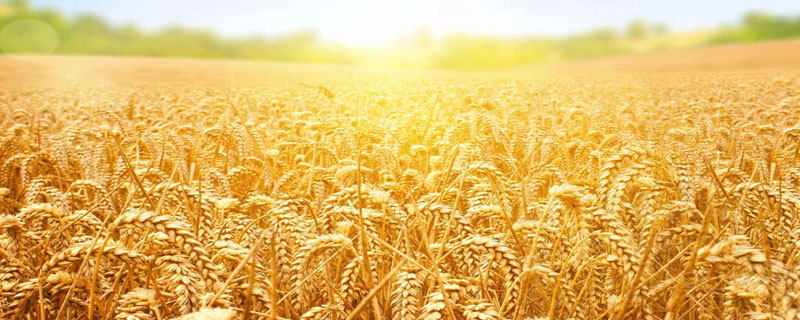 禾丰3号小麦种子特点，每亩适宜基本苗16～24万