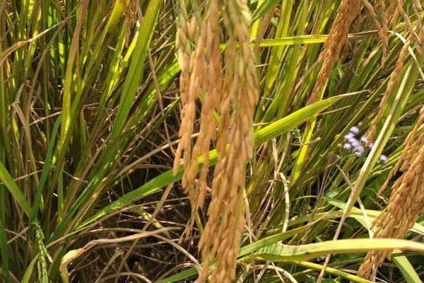 鄂丰249A水稻种子介绍，母本于6月1日播种