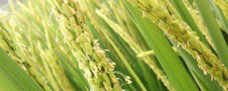 泰优2806水稻品种的特性，全生育期120.1天