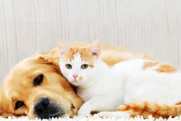 犬猫骨髓炎，细菌、真菌和病毒感染都可以引起骨髓炎