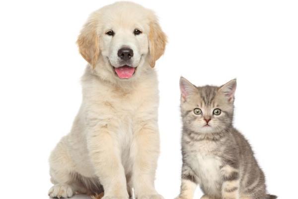 犬猫骨髓炎，细菌、真菌和病毒感染都可以引起骨髓炎