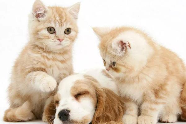 犬猫骨髓炎，细菌、真菌和病毒感染都可以引起骨髓炎