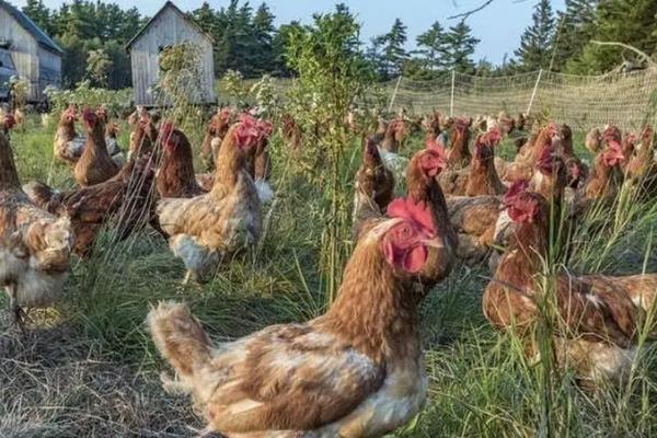 养鸡喂什么饲料，根据生长阶段选择合适的饲料