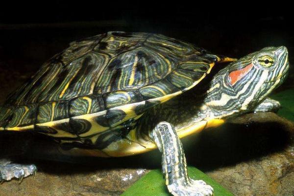 巴西龟吃什么，可以选择动物性、植物性和合成饲料
