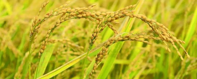欣荣优0861水稻种子介绍，早稻全生育期121.5天
