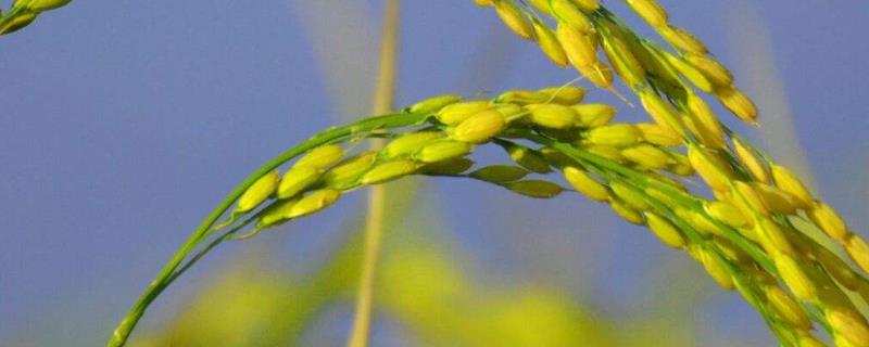 和两优332水稻种子特征特性，抗性评价中抗