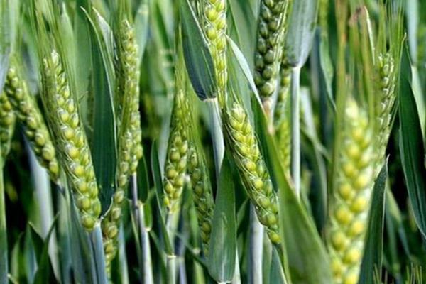 川麦93小麦种子介绍，中抗白粉病