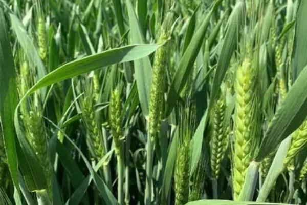 川麦93小麦种子介绍，中抗白粉病