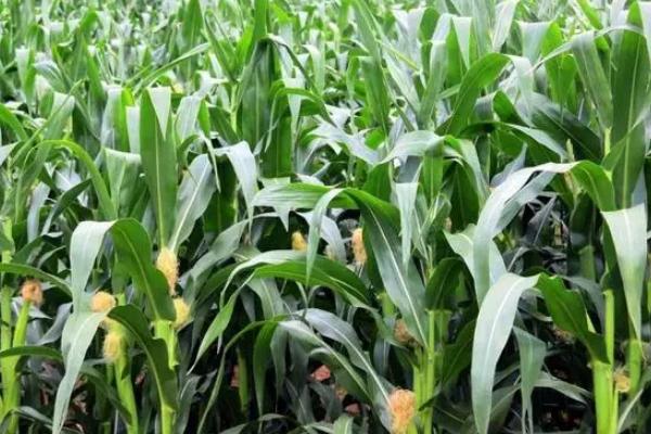 龙生16玉米品种简介，密度4500株/亩