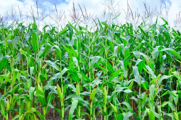 龙生16玉米品种简介，密度4500株/亩