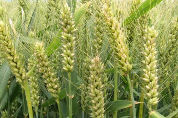 伟隆123小麦品种简介，生育期254.5天