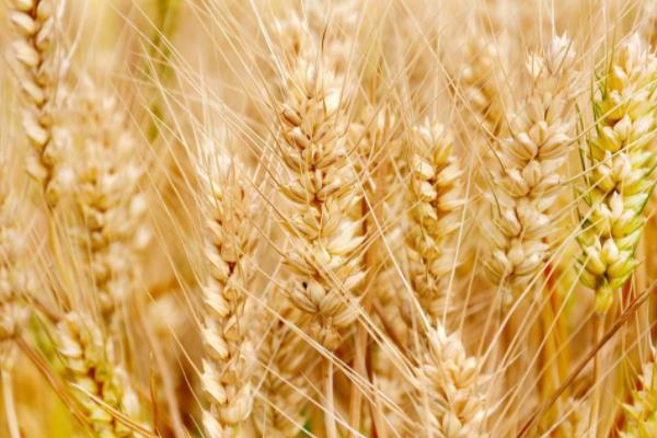 惠麦5715小麦品种的特性，适宜播期9月下旬