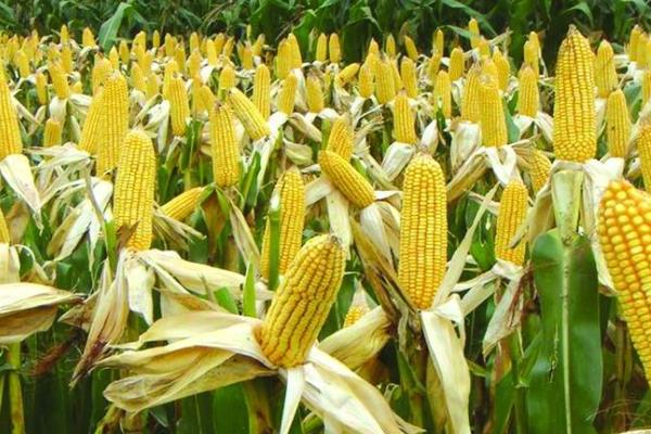 3Q玉米种简介，密度每亩3600～4200株