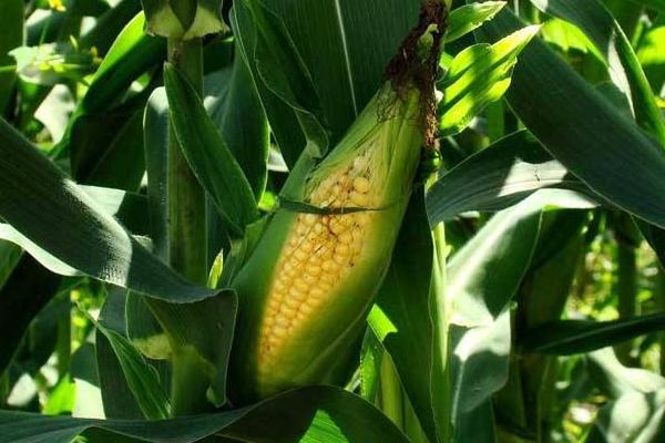 黑玉糯10号玉米种子介绍，种植密度每亩3500株
