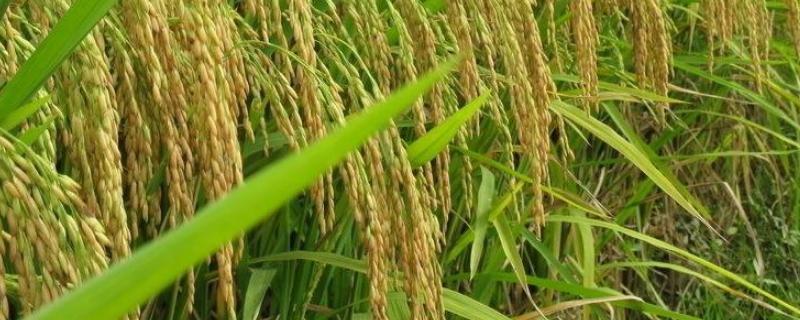 惠两优419水稻品种的特性，籼型两系杂交中稻迟熟品种