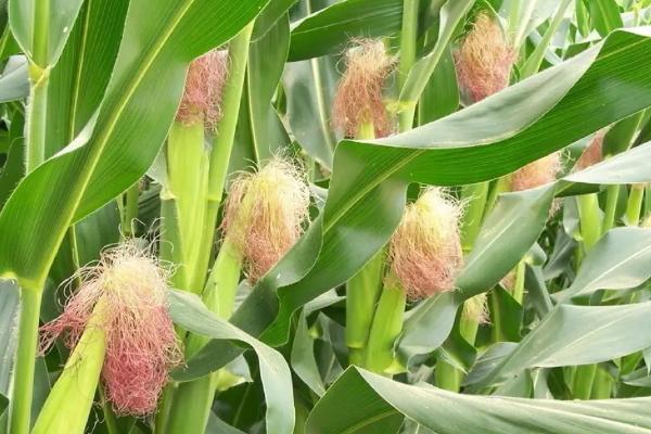 禾丰2030玉米品种的特性，中抗大斑病
