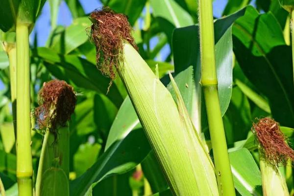 航玉35玉米种子特征特性，种植密度每亩4500株