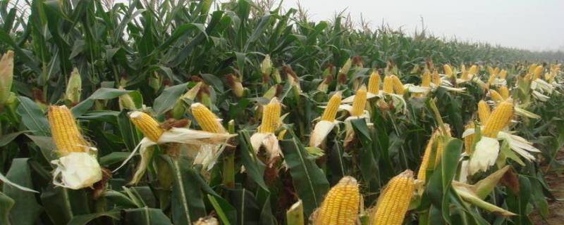 丰禾96玉米种子介绍，种植密度每亩4500株左右