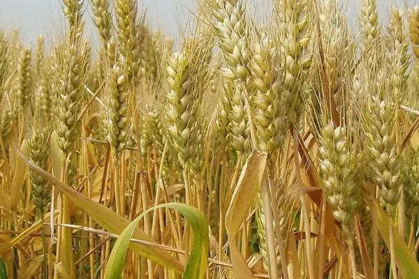 兰天134小麦品种的特性，生育期271天