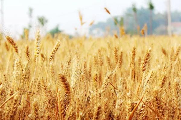 天选62号小麦种子介绍，高山二阴区在9月中旬播种