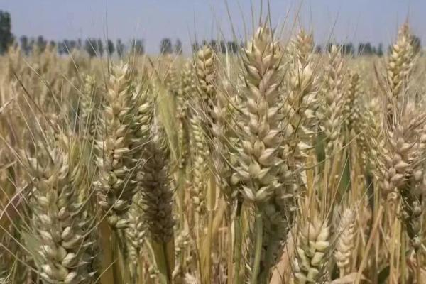 长7080小麦种子特点，9月下旬播种