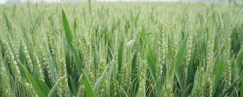阿农冬4号小麦品种简介，达到中筋小麦品种标准