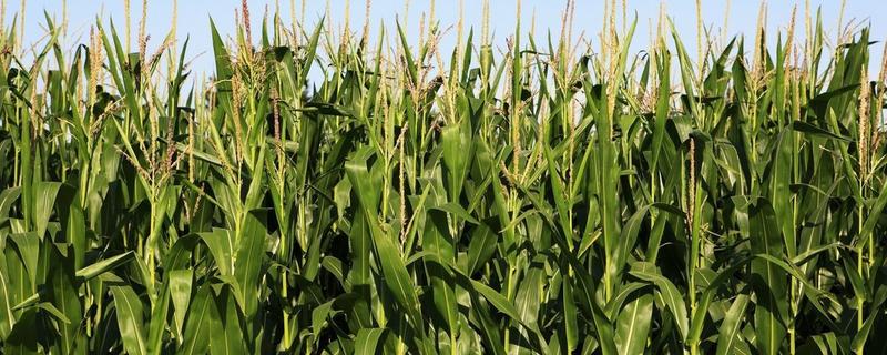 农华312玉米种子特征特性，4月下旬至5月上旬播种