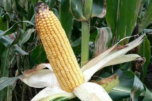 垦沃5号玉米种子简介，每亩适宜密度6000株