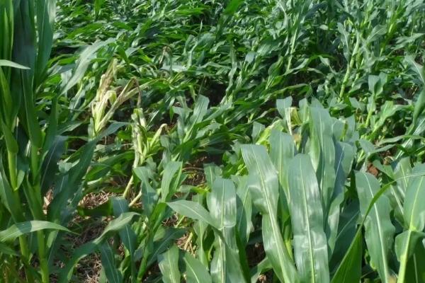 垦玉100玉米种子介绍，4月下旬至5月上旬播种