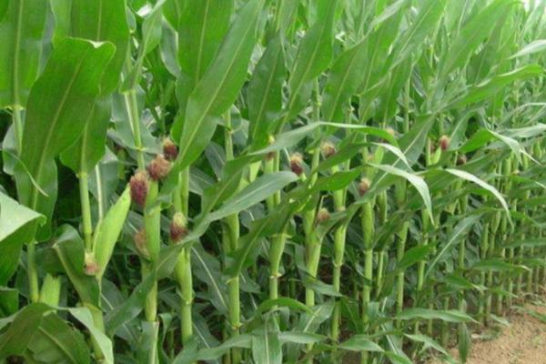 豪威556玉米种简介，每亩保苗4500～5000株
