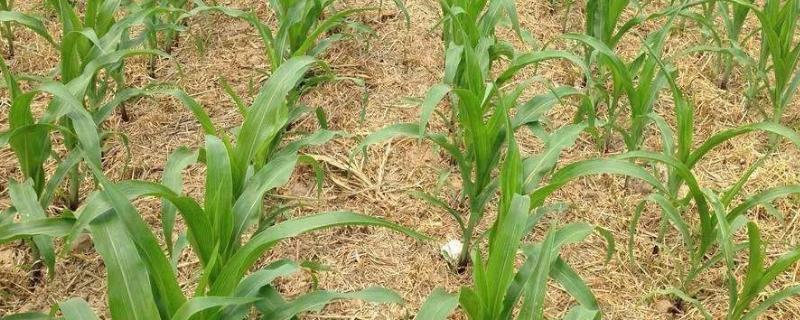 联丰168玉米种简介，防治地下害虫