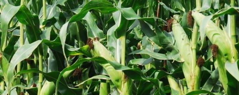 C6361玉米种子简介，病害发生初期及时防治