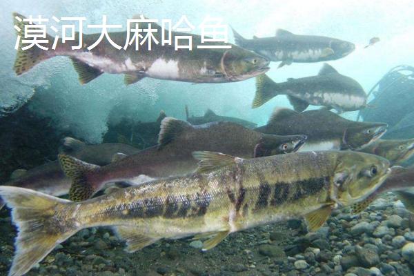 黑龙江省漠河市的特产，鳕鱼是当地特产的珍贵冷水鱼之一