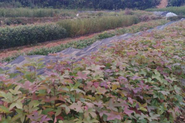 枫香树的栽培方法，苗木生长期间要及时松土除草